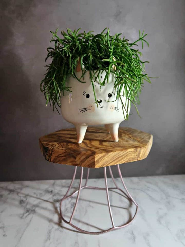 DIY plant stand made from lampshade frame with plant in a cat planter