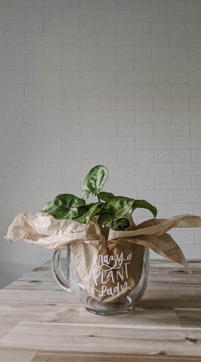 Glass mug with plant inside and custom wording that says 