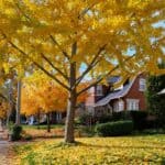 image of neighborhood with leaves turning color in fall