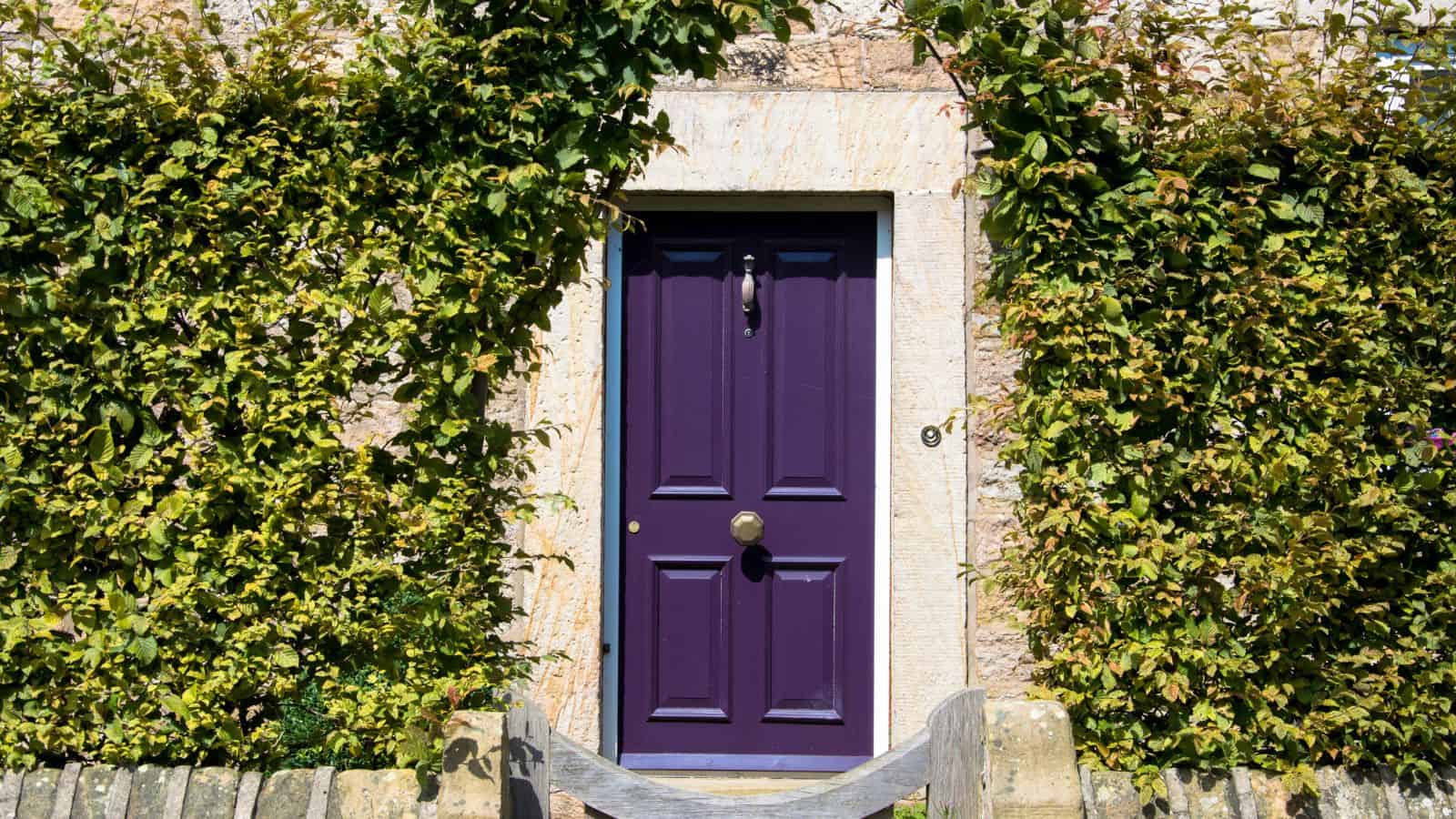 purple colored front door