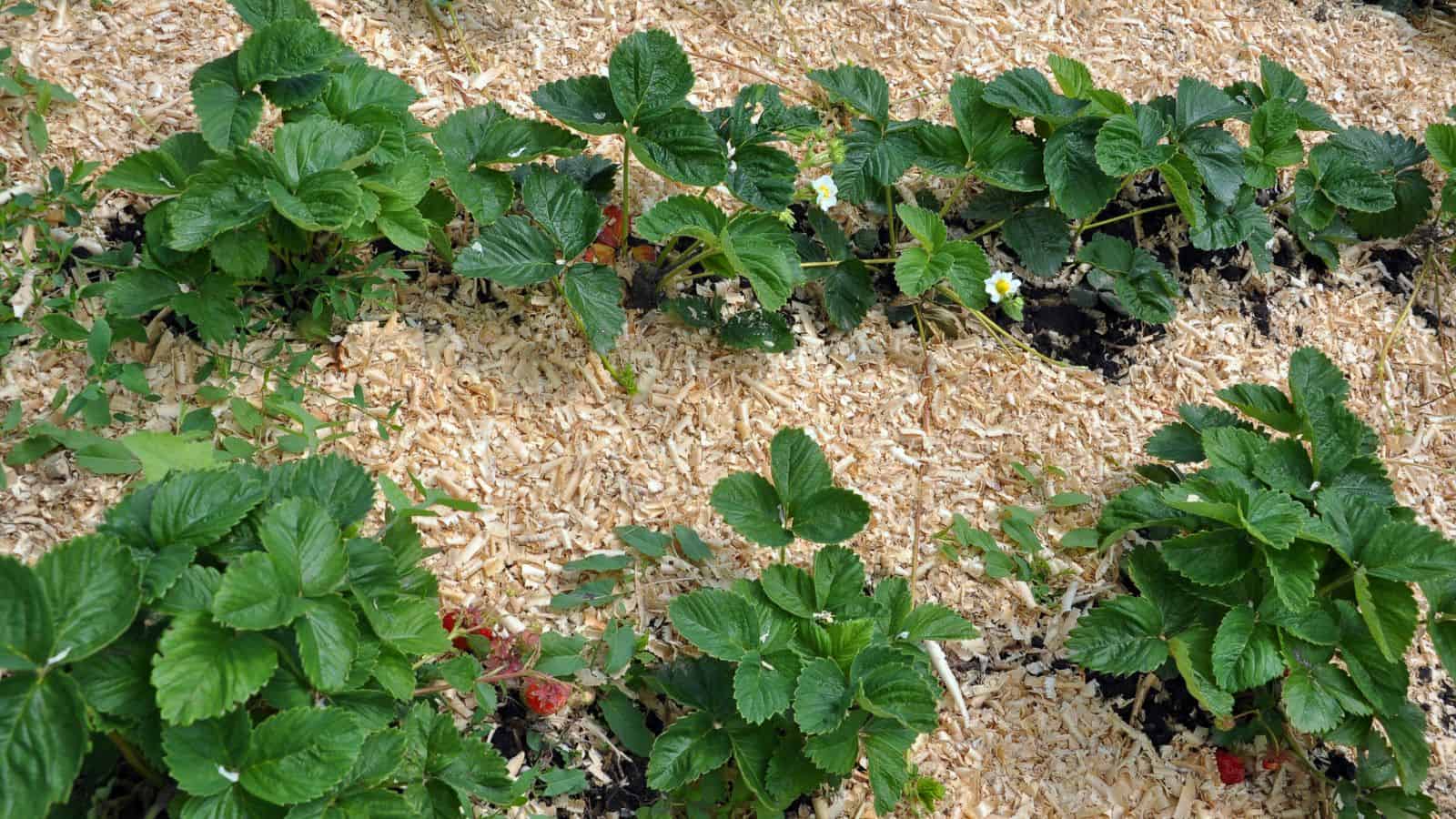 sawdust as mulch in a garden
