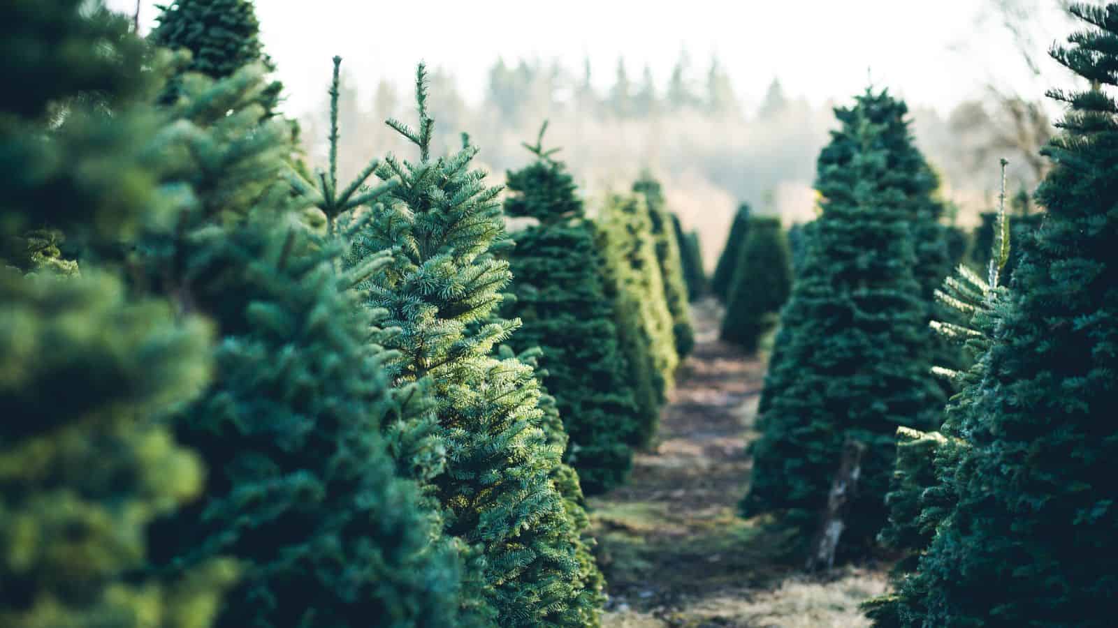 6 Benefits Of Artificial Christmas Trees Vs. Real Trees Anika's DIY Life