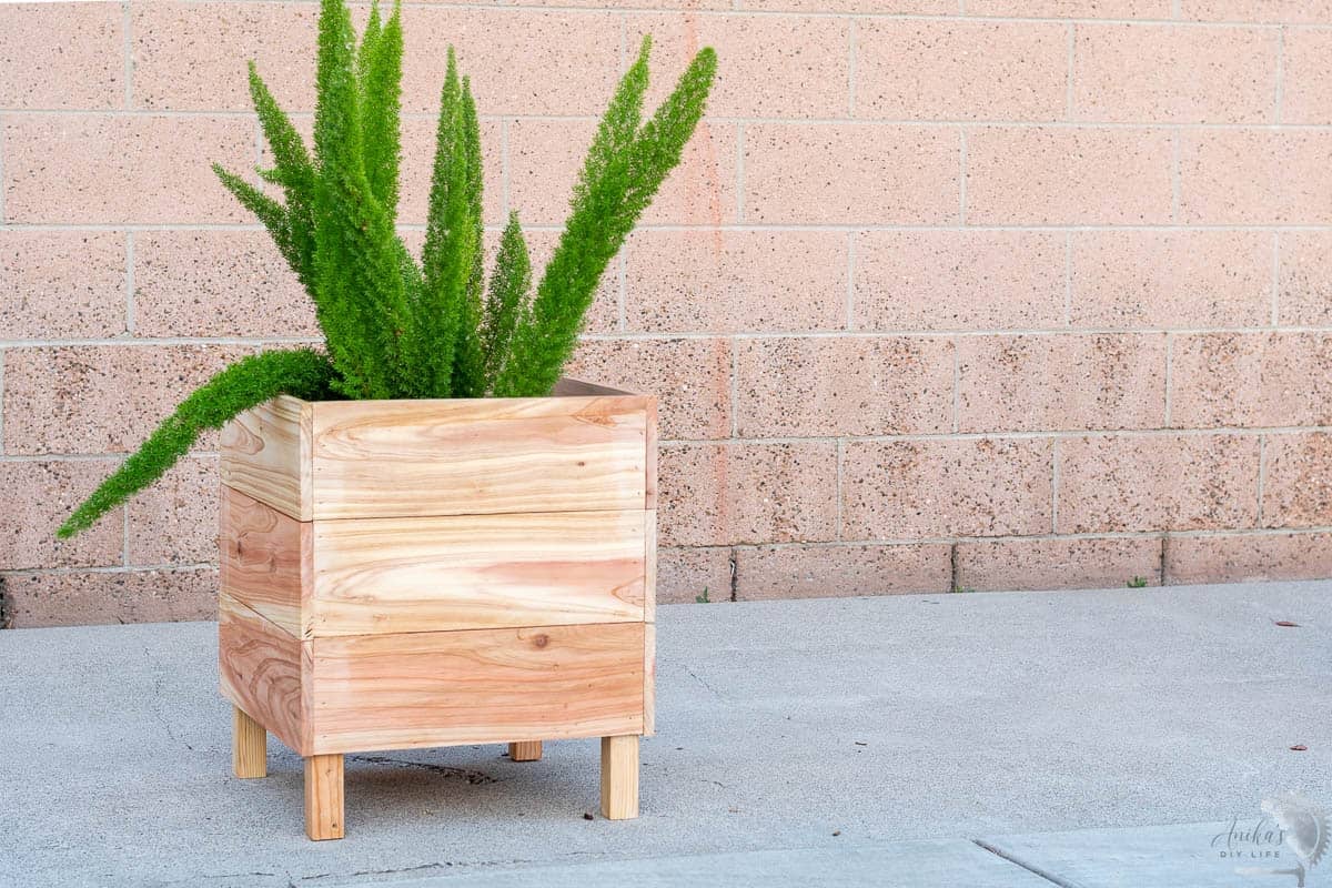 Square DIY cedar planter on concrete driveway with wispy plant inside. 