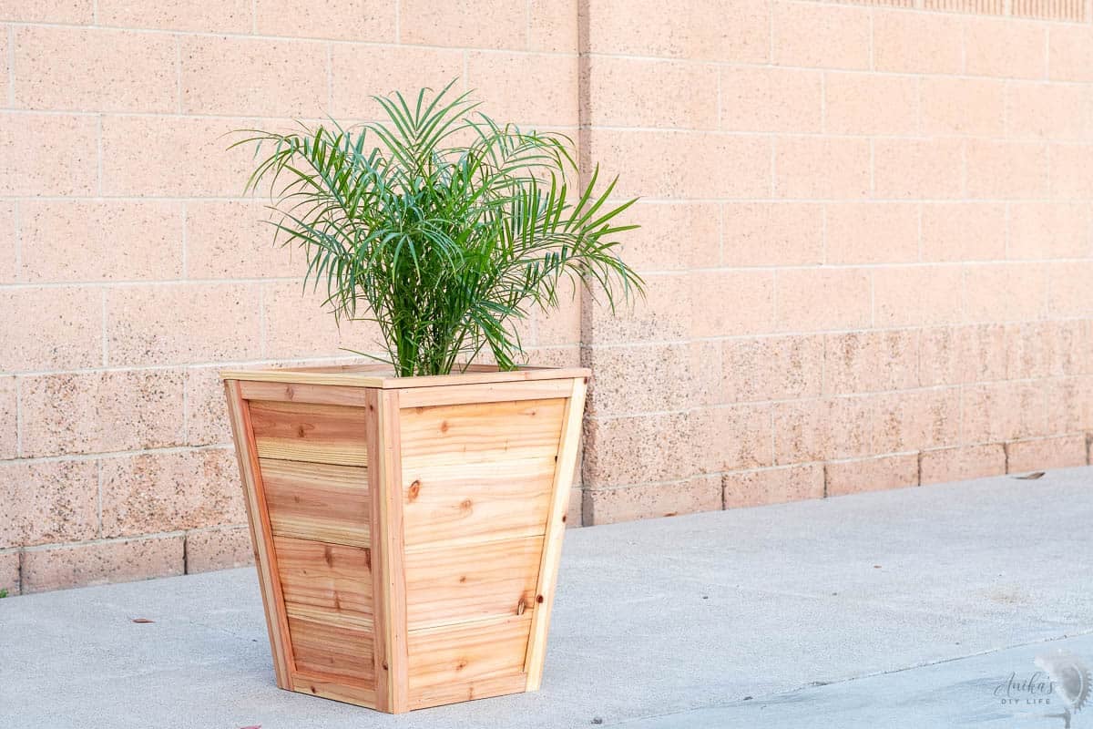 tapered cedar planter with palm tree in it on a concrete driveway.